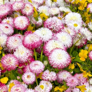 English Daisy Pomponette Mix seeds - Bellis perennis - 600 seeds