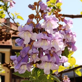 Princess Tree magjai - Paulownia - Paulownia tomentosa - magok
