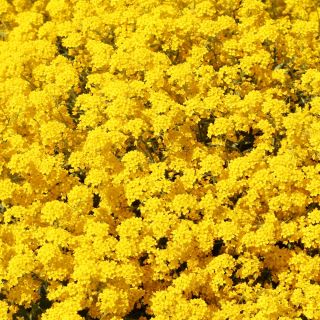Graines d'Alysson des montagnes - Alyssum montanum - 500 graines