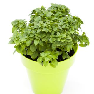 Basilikum Piccolino Samen - Ocimum basilicum L. - 650 Samen - 