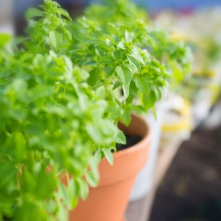 Basilikum Piccolino Samen - Ocimum basilicum L. - 650 Samen - 