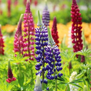 Staude Lupin - blanding - Lupinus polyphyllus - Spektakulære spir af farverige blomster! - Friske frø