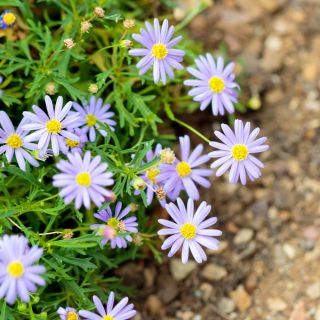 Ausztrálszázszorszép - színkeverék - Brachyscome iberidifolia - Nyári, sokszínű virágszépség - Friss vetőmagok