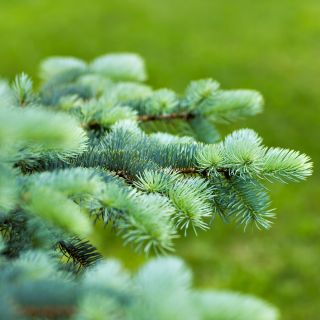 Douglas Fir, semillas de pino de Oregon - Pseudotsuga - 20 semillas - Pseudotsuga glauca