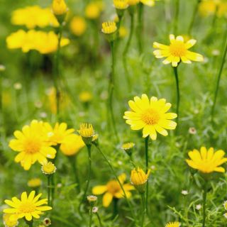 Dahlberg Daisy, Biji Golden Fleece - Thymophylla filifera - 1500 biji - Thymophylla  - benih
