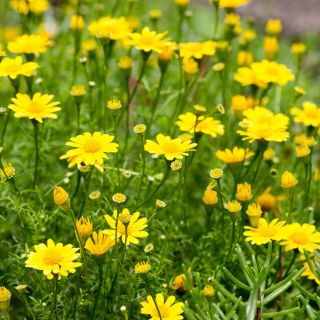 Dahlberg Daisy, Biji Golden Fleece - Thymophylla filifera - 1500 biji - Thymophylla  - benih