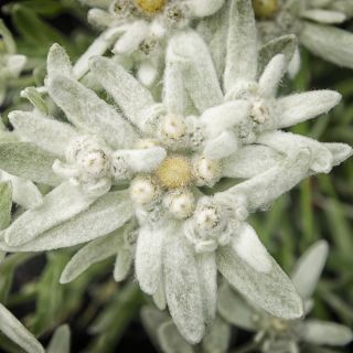 Edelweiss seeds - Leontopodium alpinum - 750 seeds