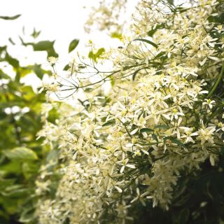Tatlı sonbahar akasma tohumları - akasma mandshurica - Clematis mandschurica
