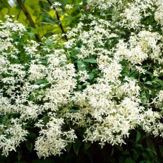 Tatlı sonbahar akasma tohumları - akasma mandshurica - Clematis mandschurica