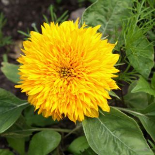 矮小的双向日葵种子 - 向日葵fl。 PL。 -  90粒种子 - Helianthus annuus - 種子