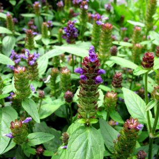 Prunella seeds - Prunella grandiflora - 50 seeds