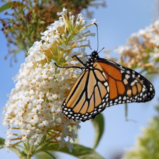 Butterfly Bush, Black Knight seeds - Buddleja davidii - 300 seeds