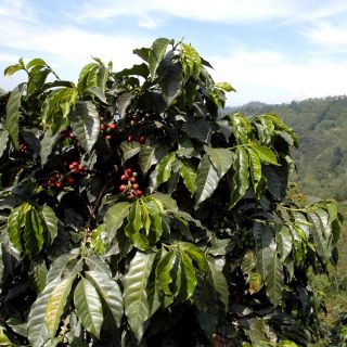 Arabica Coffee, Arabian siementen kahvapuut - Coffea arabica - 8 siementä - siemenet