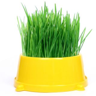 Graines de d'Herbe à Chat