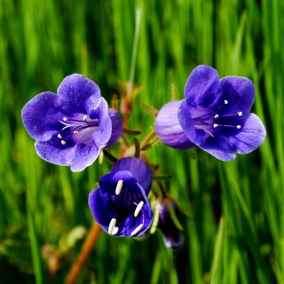 Pamacsos mézontófű - Phacelia campanularia - Remek napos virágágyásokba és szegélyekhez! - Friss vetőmagok