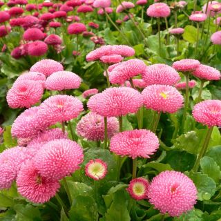 Százszorszép - rózsaszín - 600 magok - Bellis perennis