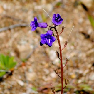 Pamacsos mézontófű - Phacelia campanularia - Remek napos virágágyásokba és szegélyekhez! - Friss vetőmagok