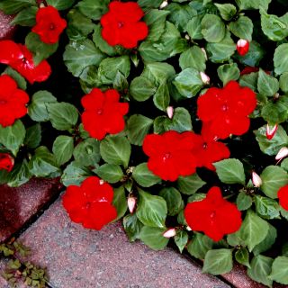 Balsamine de Waller - Impatiens walleriana - 180 graines