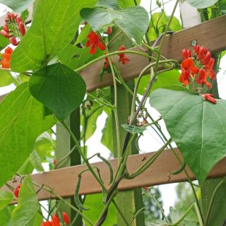 Scarlet Runner Bean - Phaseolus coccineus - Decorative Vibrant 3-Meter Climbing Blooms - Fresh Seeds