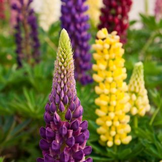 Staude Lupin - blanding - Lupinus polyphyllus - Spektakulære spir af farverige blomster! - Friske frø