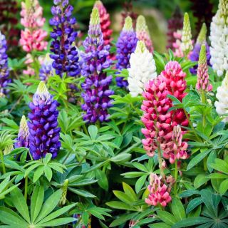 Staude Lupin - blanding - Lupinus polyphyllus - Spektakulære spir af farverige blomster! - Friske frø