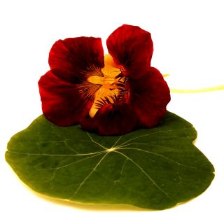 Nasturtium Natt- och dagfrö - Tropaeolum majus nanum - 16 frön - Tropaeolum majus nanum ‘Night&Day'