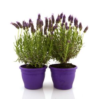 Francúzska levanduľa, španielske levandulové semená - Lavandula stoechas - 37 semien