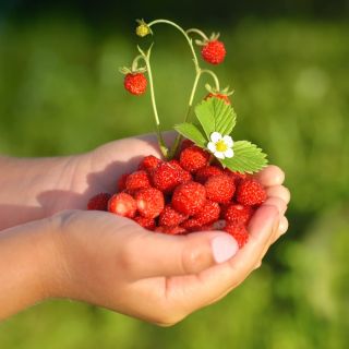 Semințe de căpșună sălbatică Rugia - Fragaria vesca - 1280 de semințe