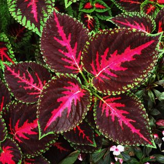 Coleus Dúhové semená - Coleus hybridus - 10 semien - Coleus blumei ‘Rainbow'