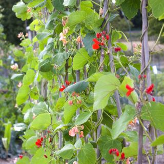 Scarlet Runner Bean - Phaseolus coccineus - Decorative Vibrant 3-Meter Climbing Blooms - Fresh Seeds
