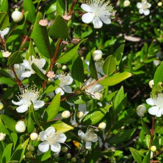 بذور الآس - Myrtus communis - 18 بذور - Myrtus communis L. - ابذرة