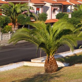 Canary Island Data Semințe de palmier - Phoenix canariensis - 5 semințe
