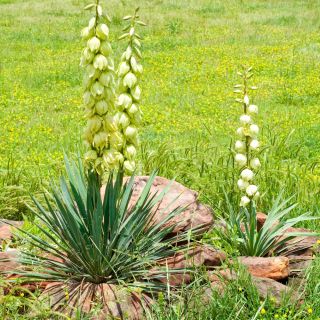Yucca, Ádám tűmagjai - Yucca filamentosa - 20 mag - magok
