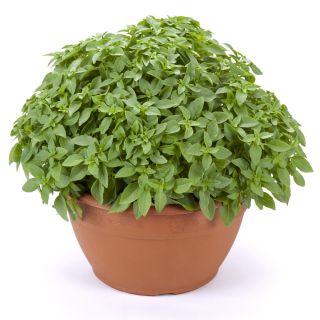 Basilic Romain Nain - Ocimum basilicum var minimum - 1300 graines - Minette