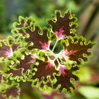 Flame Semená žihľavy - Coleus blumei - 66 semien - Plectranthus scutellarioides