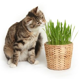 Graines de d'Herbe à Chat
