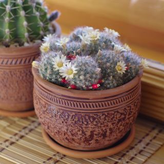 Vortekaktus - mix - 50 frø - Mammillaria