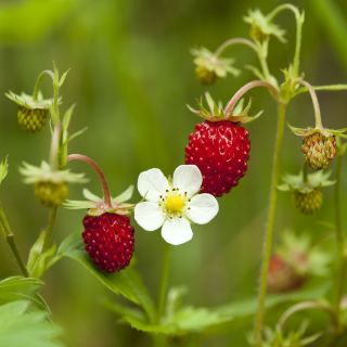 Semințe de căpșună sălbatică Rugia - Fragaria vesca - 1280 de semințe