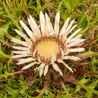 Carlina angélica - 75 semillas - Carlina acaulis ssp. simplex