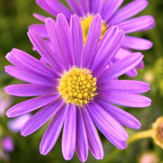 Ausztrálszázszorszép - színkeverék - Brachyscome iberidifolia - Nyári, sokszínű virágszépség - Friss vetőmagok