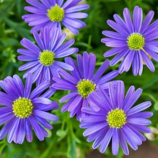 Ausztrálszázszorszép - színkeverék - Brachyscome iberidifolia - Nyári, sokszínű virágszépség - Friss vetőmagok