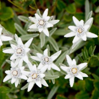 Edelweiss seeds - Leontopodium alpinum - 750 seeds