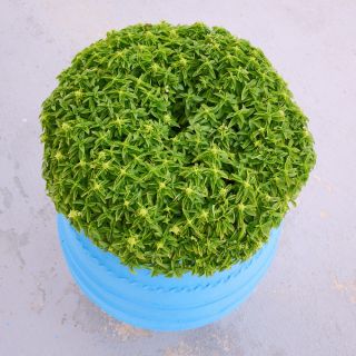 Basilic Romain Nain - Ocimum basilicum var minimum - 1300 graines - Minette