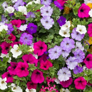 Petúnia - Erkély Keverék - Petunia x hybrida pendula - Buján omló hajtások, lenyűgöző függő szépség - Friss vetőmagok