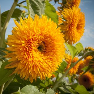 Slunečnice roční vysoká plná - Helianthus annuus - Zlatí obři, vysoké a zářivé květy - Čerstvá semena
