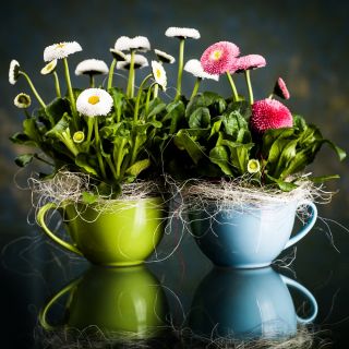 Százszorszép - rózsaszín - 600 magok - Bellis perennis