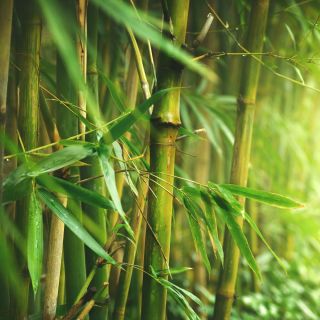 黄色の溝の種 -  Phyllostachys aureosulcata - Phyllostachys pubescens - シーズ