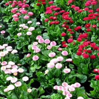 Százszorszép - rózsaszín - 600 magok - Bellis perennis