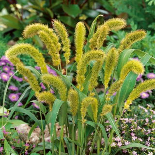 Large-Spike Bristlegrass siemenet - Setaria macrostachya
