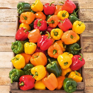 ピーマンの混合種子 - トウガラシの実 -  65種子 - Capsicum annuum - シーズ